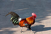 Vientiane, Laos - Pha That Luang, rooster ranging in the temple ground.